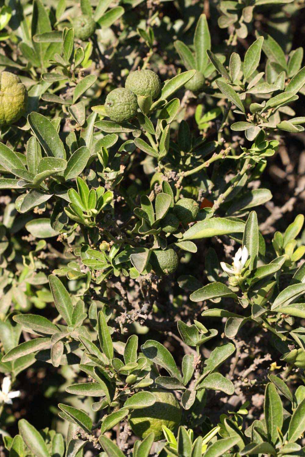              Sun leaves (Riverside, CA)       